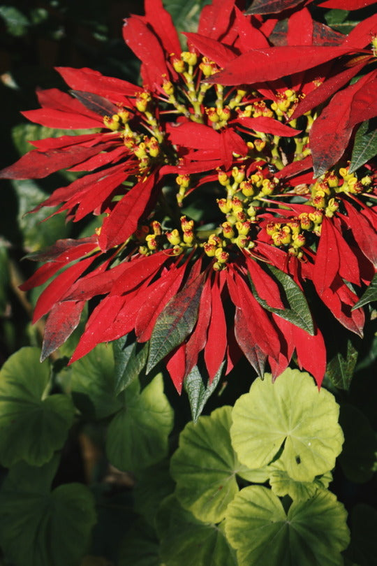 REGALO GRATIS | Flor de Navidad